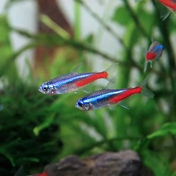 ネオンテトラ専用 Amazon | (熱帯魚)ネオンテトラ （Lサイズ約2-2.5cm）＜25匹